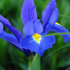Луковица Ирис Hollandica Blue 5 шт