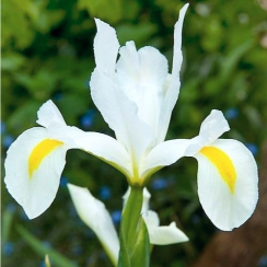 Луковица Ирис Hollandica White  5 шт