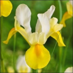Луковица Ирис Hollandica Yellow & amp; White 5 шт