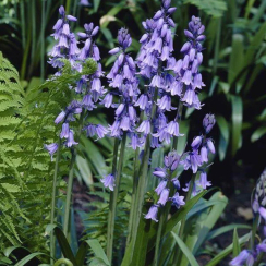 Луковица Гиацинтоидес Blauw  3 шт