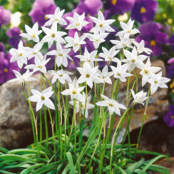 Луковица Калохортус  Ipheion White Star  3 шт