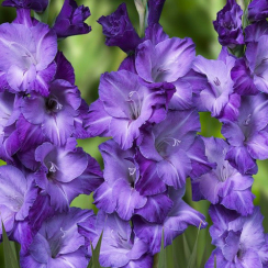 Луковица Гладиолус  Blue Tropic 3 шт