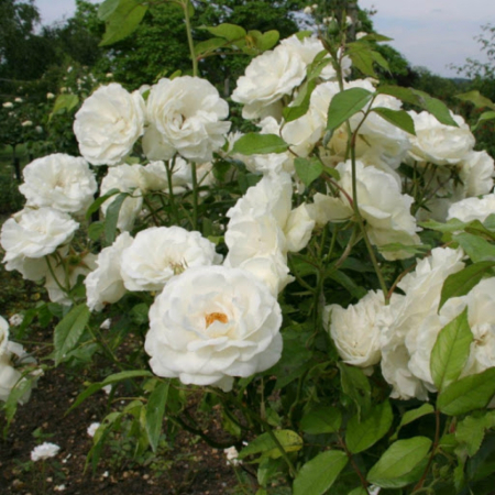 Роза Айсберг (Однолетний, ОКС)