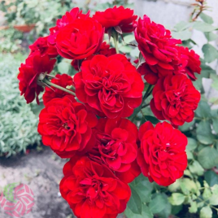 Роза Кордула (Однорічний, ГКС)