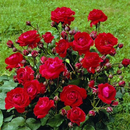 Роза Кордула (Однорічний, ГКС)