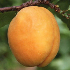Абрикос Ананасный (Однолетний, ОКС)