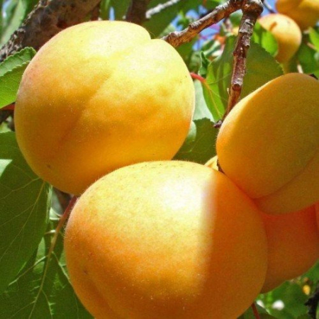 Абрикос Ананасный (Однолетний, ОКС)