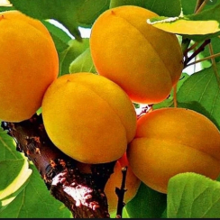 Абрикос Олимп (Трехлетний, ОКС)