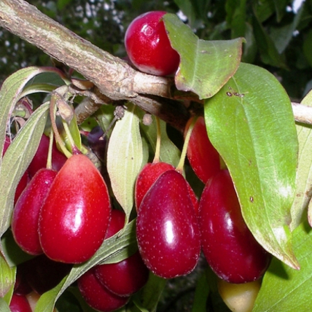 Кизил Елегантний (Однорічний, ГКС)