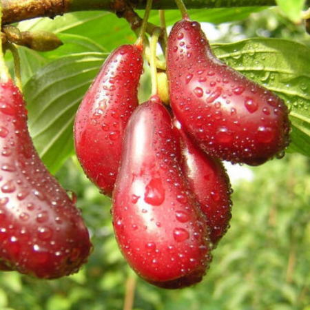 Кизил Елегантний (Однорічний, ГКС)