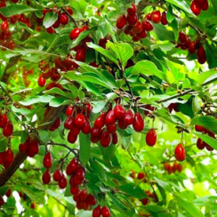 Кизил Елена (Однолетний, ОКС)