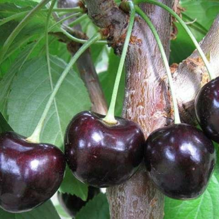 Черешня Мелитопольская (Однолетний, ОКС)