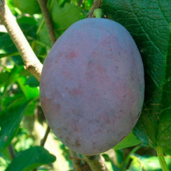 Слива Чачакская Лепотика (Однолетний, ОКС)