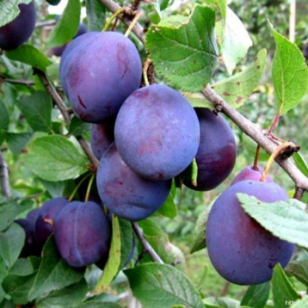 Слива Анна Шпет (Дворічний, ГКС)