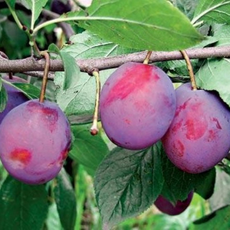 Слива Анна Шпет (Дворічний, ГКС)