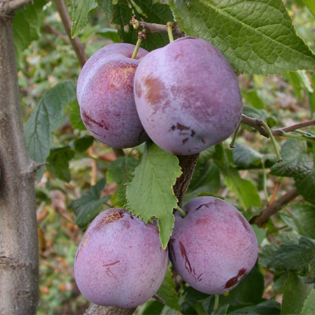 Слива Анна Шпет (Дворічний, ГКС)