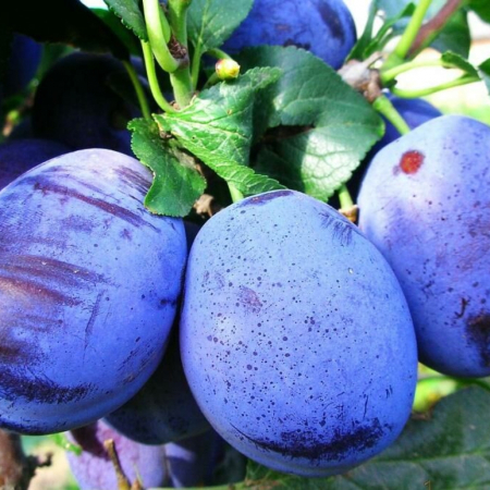 Слива Чачацька Рання (Однорічний, ГКС)