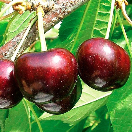 Черешня Саміт (Однорічний, ГКС)