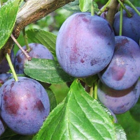 Cлива Амерс (Однолетний, ОКС)