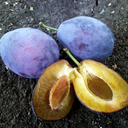 Cлива Амерс (Однолетний, ОКС)
