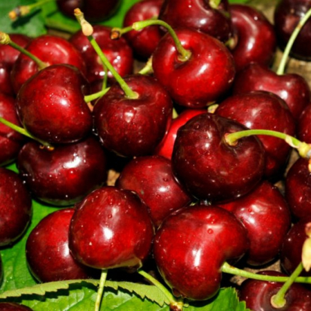 Черешня Саміт (Дворічний, ГКС)
