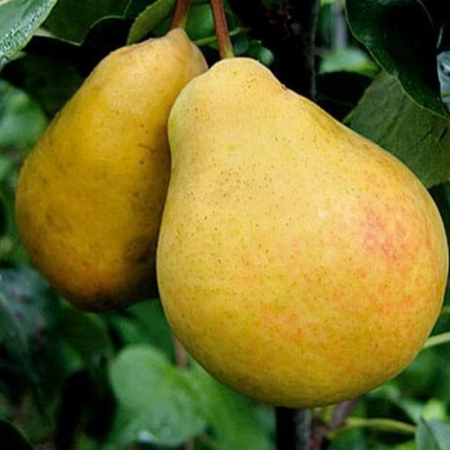 Груша Лісова Красуня (Однорічний, ГКС)