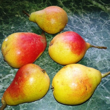 Груша Лісова Красуня (Однорічний, ГКС)