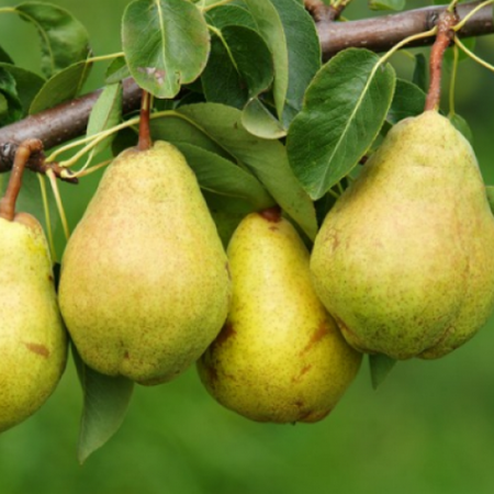 Груша Лісова Красуня (Однорічний, ГКС)