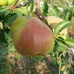 Груша Николай Крюгер (Однолетний, ОКС)