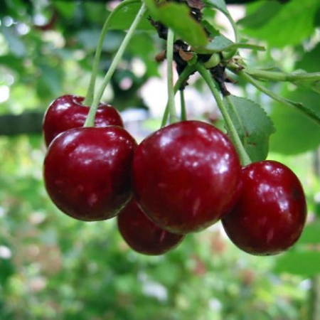 Вишня Шалунья (Однолетний, ОКС)