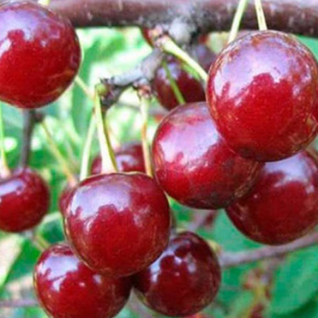 Вишня Ранний Десерт (Трехлетний, ОКС)