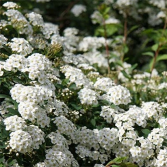 Спирея Аргута (40-50 см, горшок С3)