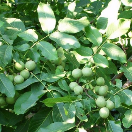 Грецький горіх Ідеал (Дворічний, ГКС)