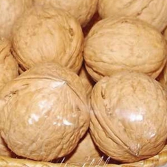 Волоський горіх Буковинський (Однорічний, ГКС)