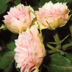 Роза Даніела (Однорічний, ГКС)