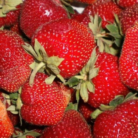 Клубника Мармелада (ОКС)