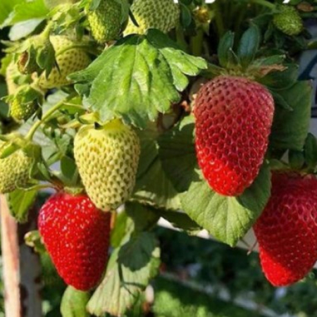 Клубника Луиза (ОКС)