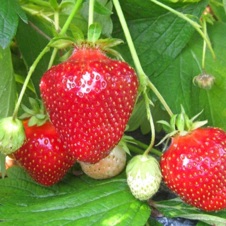 Клубника Джоли (ОКС)