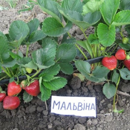 Клубника Мальвина (ОКС)