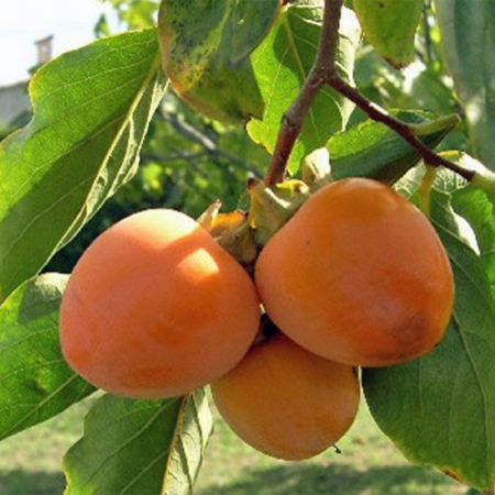 Хурма Божий Дар (Однорічний, ГКС)