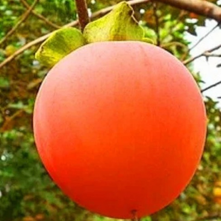 Хурма Божий Дар (Однорічний, ГКС)