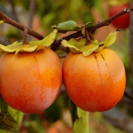 Хурма Королек (Однорічний, ГКС)