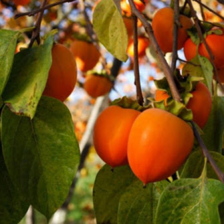 Хурма Королек (Однорічний, ГКС)
