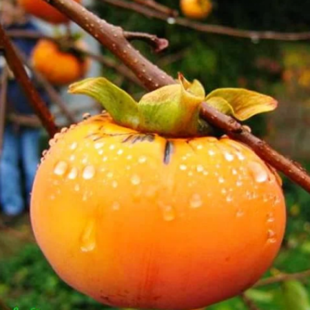 Хурма Нікітська бордова (Дворічний, ГКС)