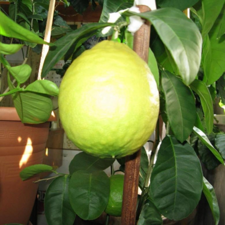 Лимон Пандероза (20-30 см, ЗКС)