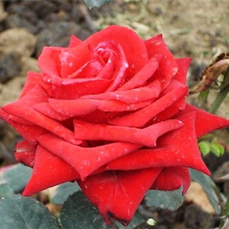 Роза Кардинал (Однорічний, ГКС)