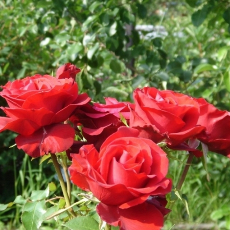Роза Гранд Гала (Однорічний, ГКС)