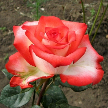 Роза Блаш (Однорічний, ГКС)
