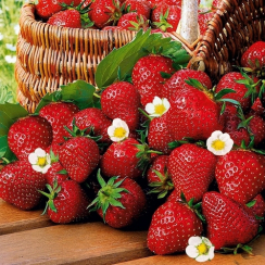 Клубника Кимберли (ОКС)