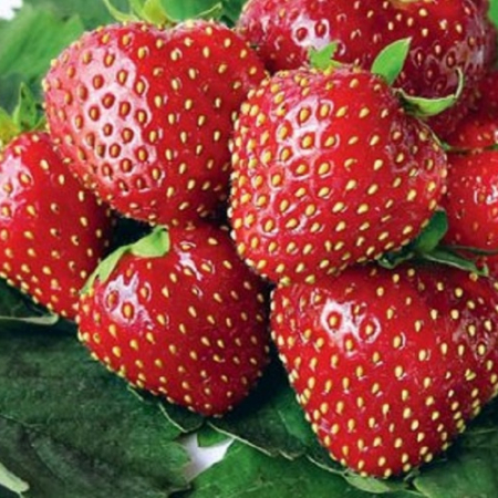 Клубника Кимберли (ОКС)
